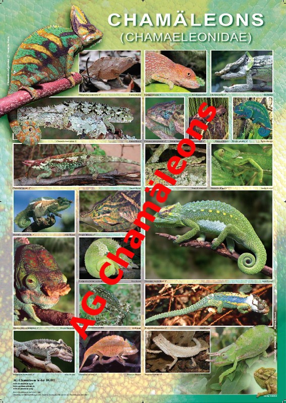 Poster der AG Chamäleons