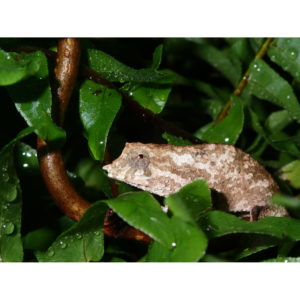 Rhampholeon uluguruensis