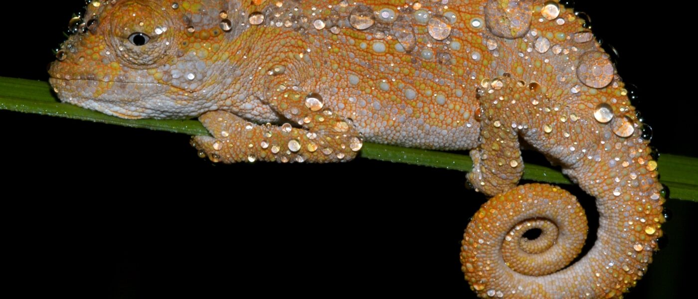 Evolution von Genfamilien in südafrikanischen Zwergchamäleons