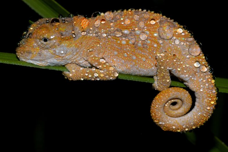 Evolution von Genfamilien in südafrikanischen Zwergchamäleons