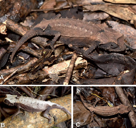 Unexpected genetic diversity in leaf chameleons in western Madagascar