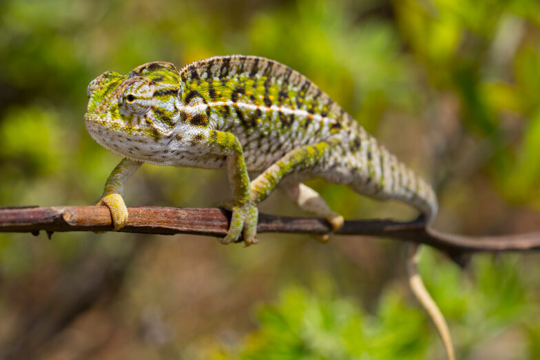 Furcifer lateralis Archive AG Chamäleons