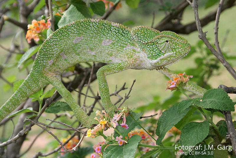 Factors in the geographical dispersal of chameleons