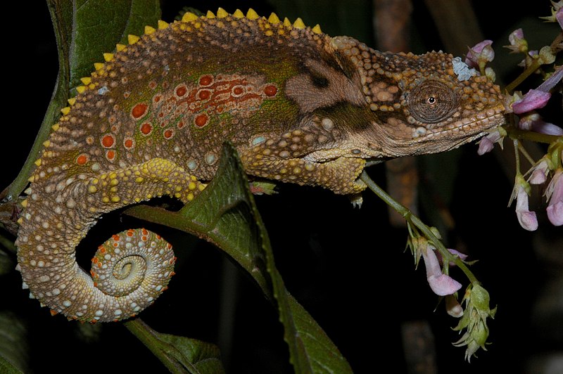 Species diversification in chameleons