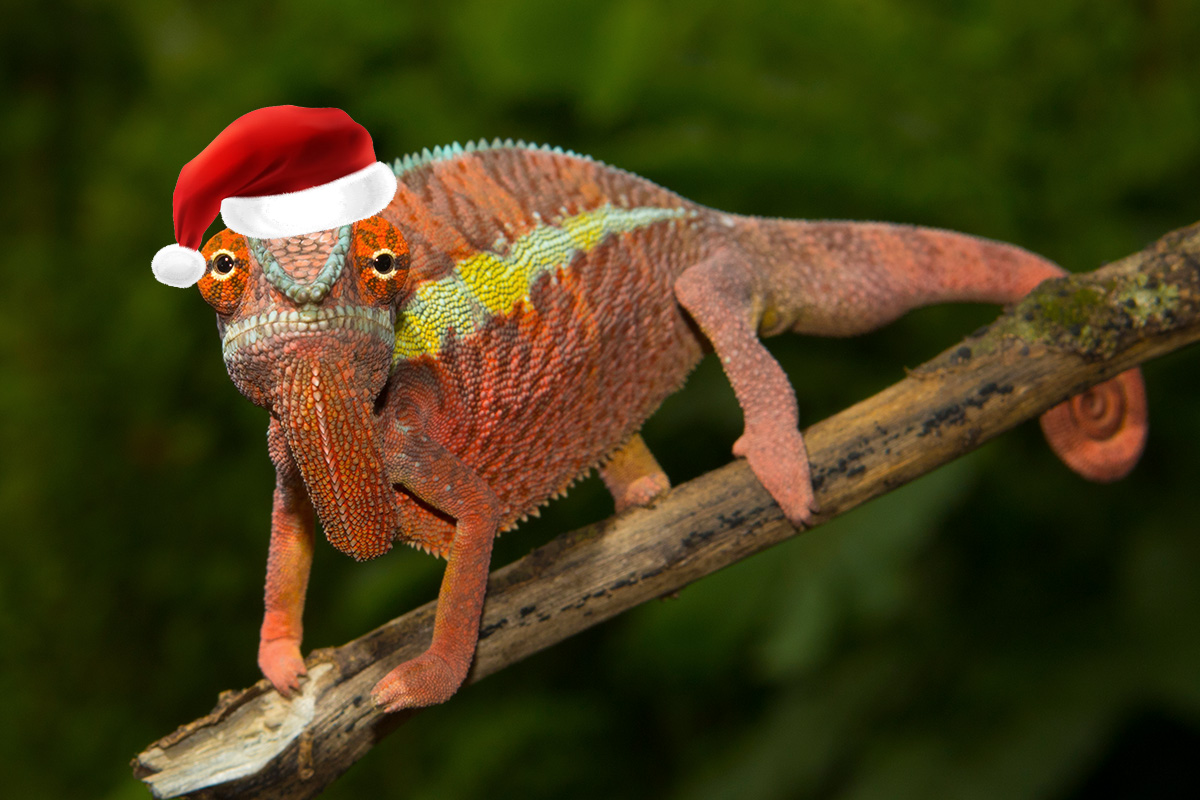 Gift ideas for chameleon lovers