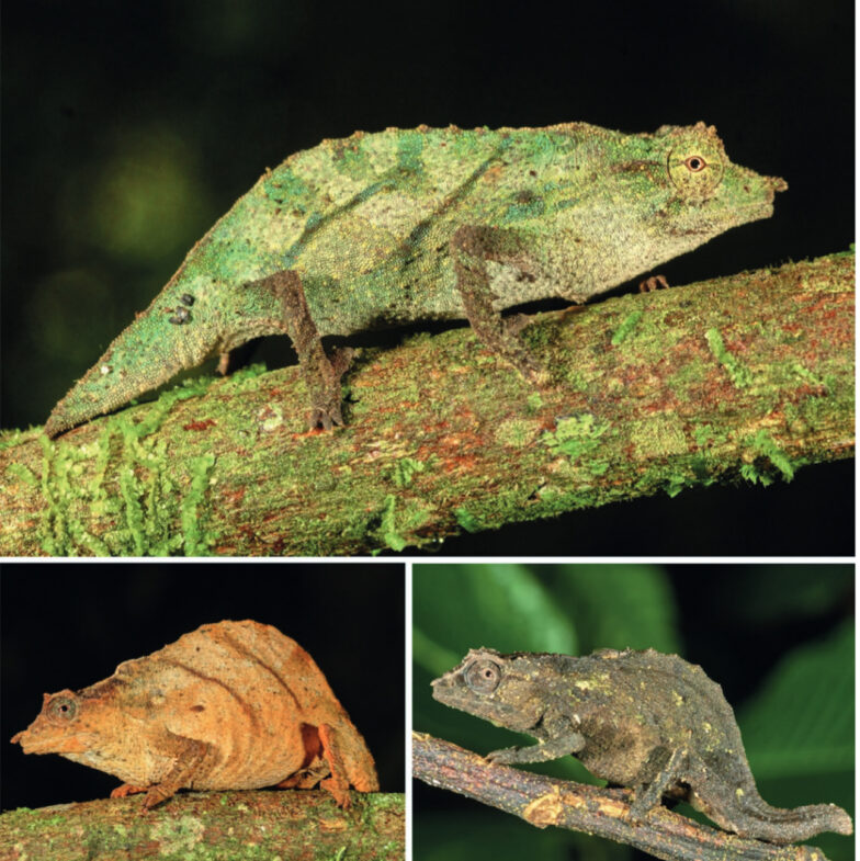 Six new Rhampholeon species in Tanzania