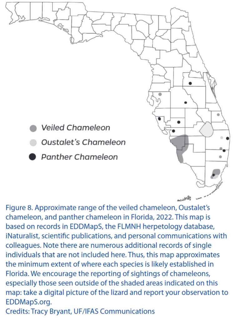 Introduced chameleons in Florida AG Chamäleons
