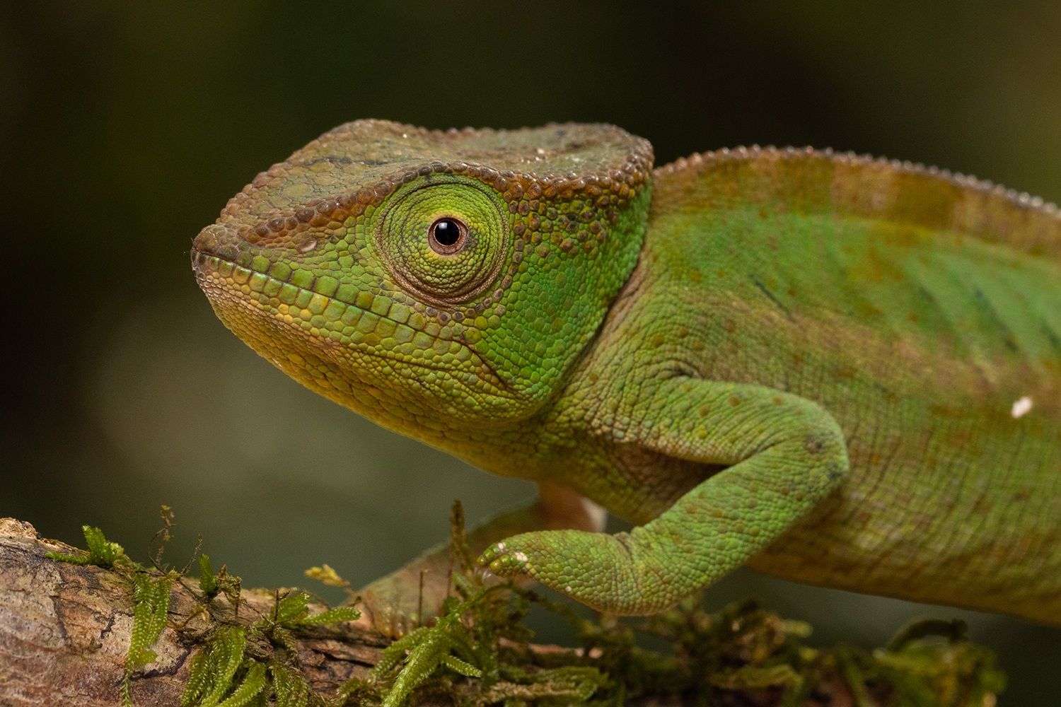Chameleons at different altitudes of the Amber Mountain (Madagascar)