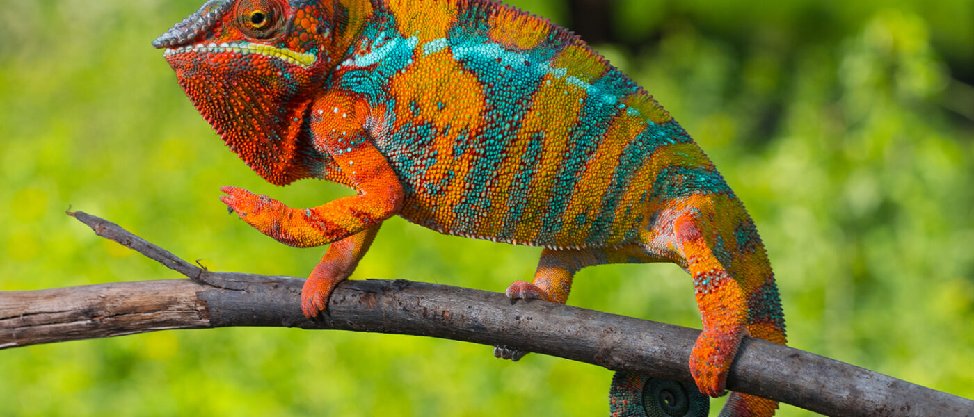 Aggressive fungal pathogen discovered in panther chameleons