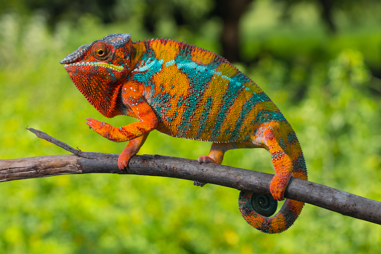 Aggressive fungal pathogen discovered in panther chameleons