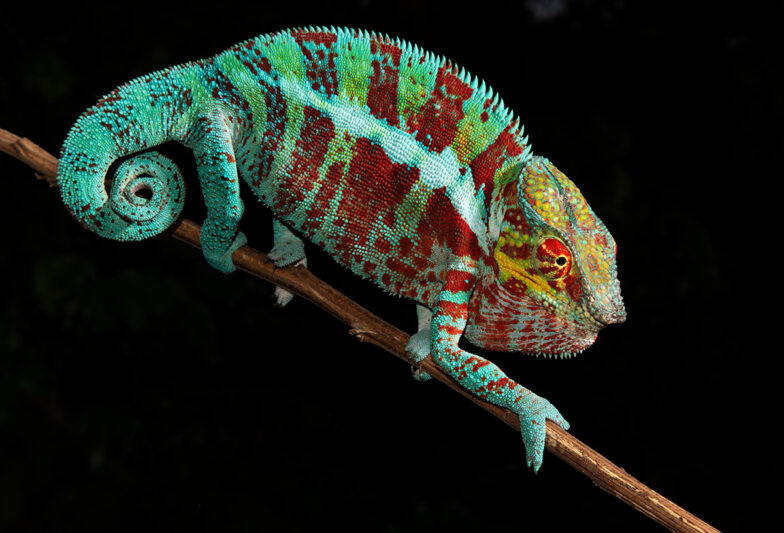 Panther chameleons in Madagascar