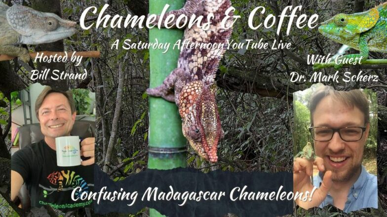 YouTube live about Malagasy chameleons