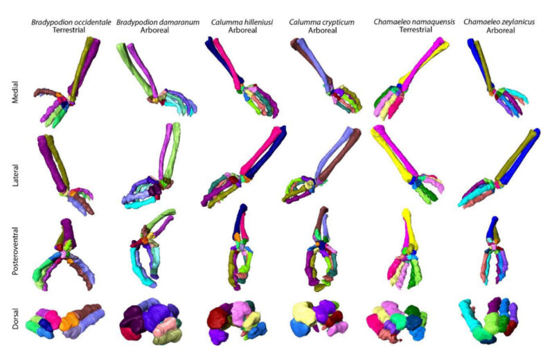 Comparative anatomy of the forearms of different chameleons