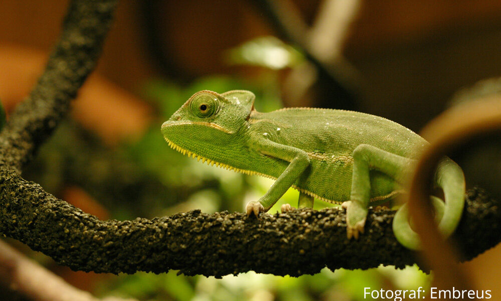 Zoonotic potential of Yemen chameleons in Gran Canaria (Spain)
