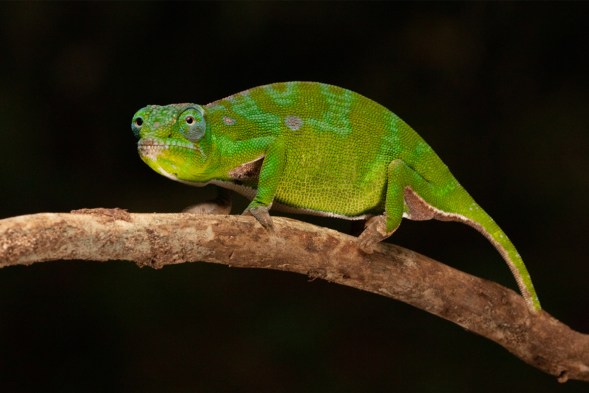 Chameleons in the Montagne des Français (Madagascar)