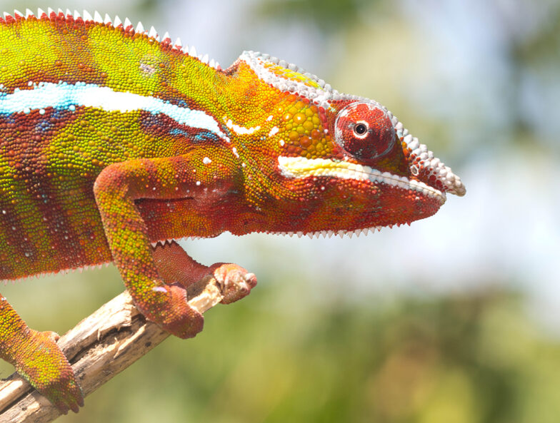Concerning Florida’s introduced panther chameleons