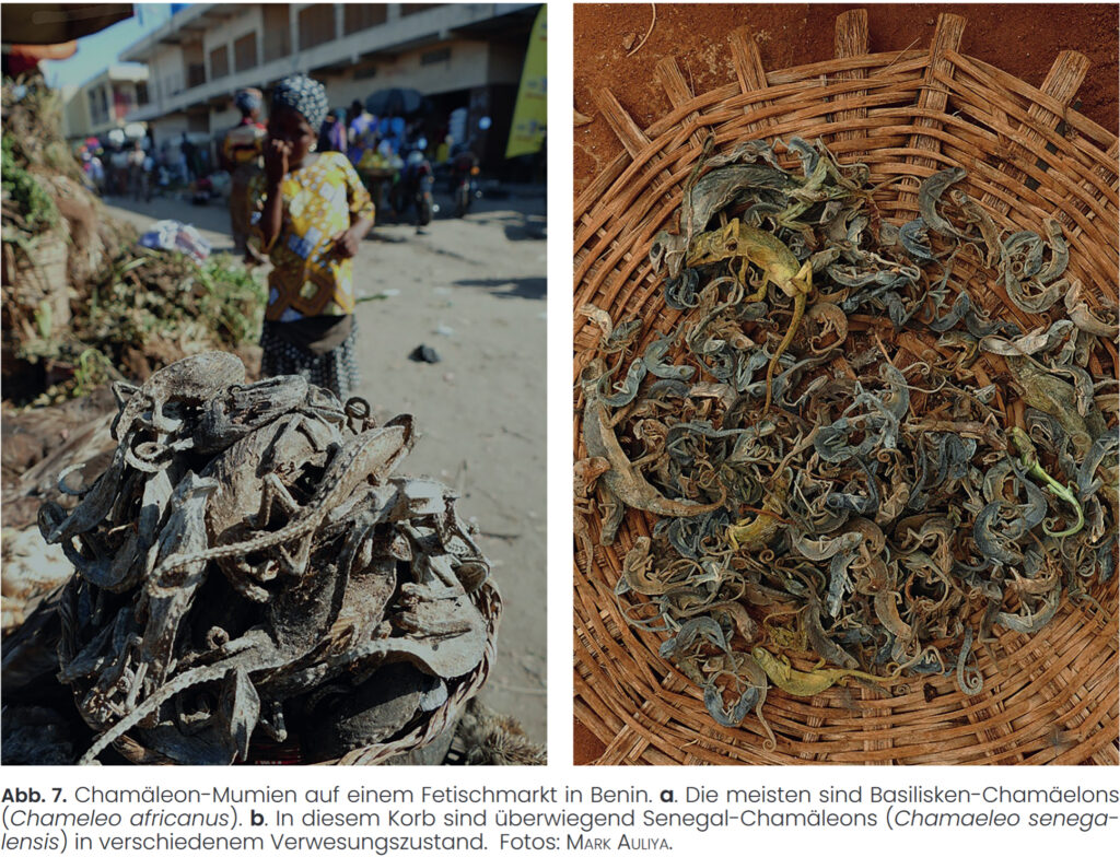 Chamäleons in der Mythologie AG Chamäleons