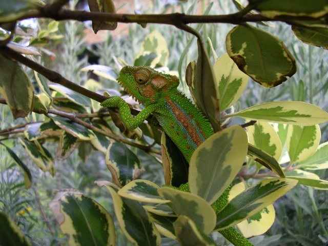 Genome of South African dwarf chameleons decoded