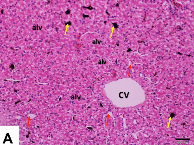Histology of the chameleon liver