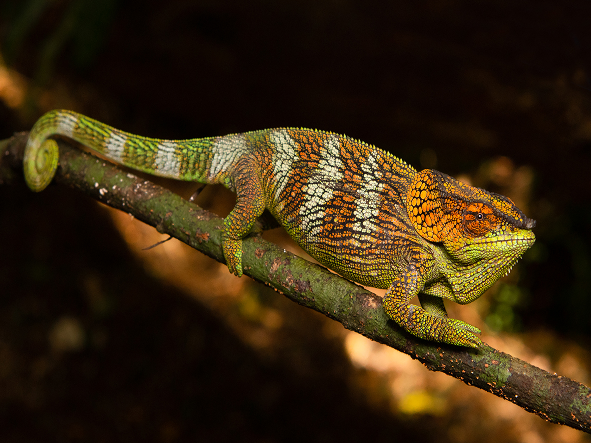 Lecture for vets on prophylaxis for chameleons