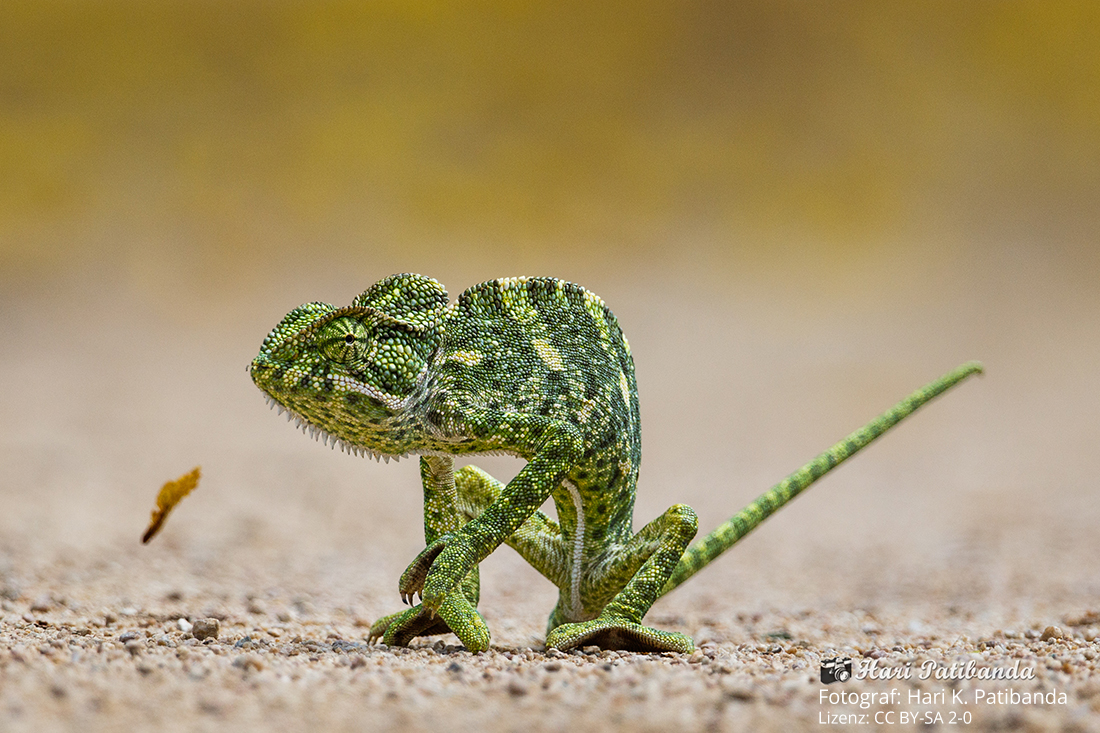 The Indian Chameleon in Solapur (India)