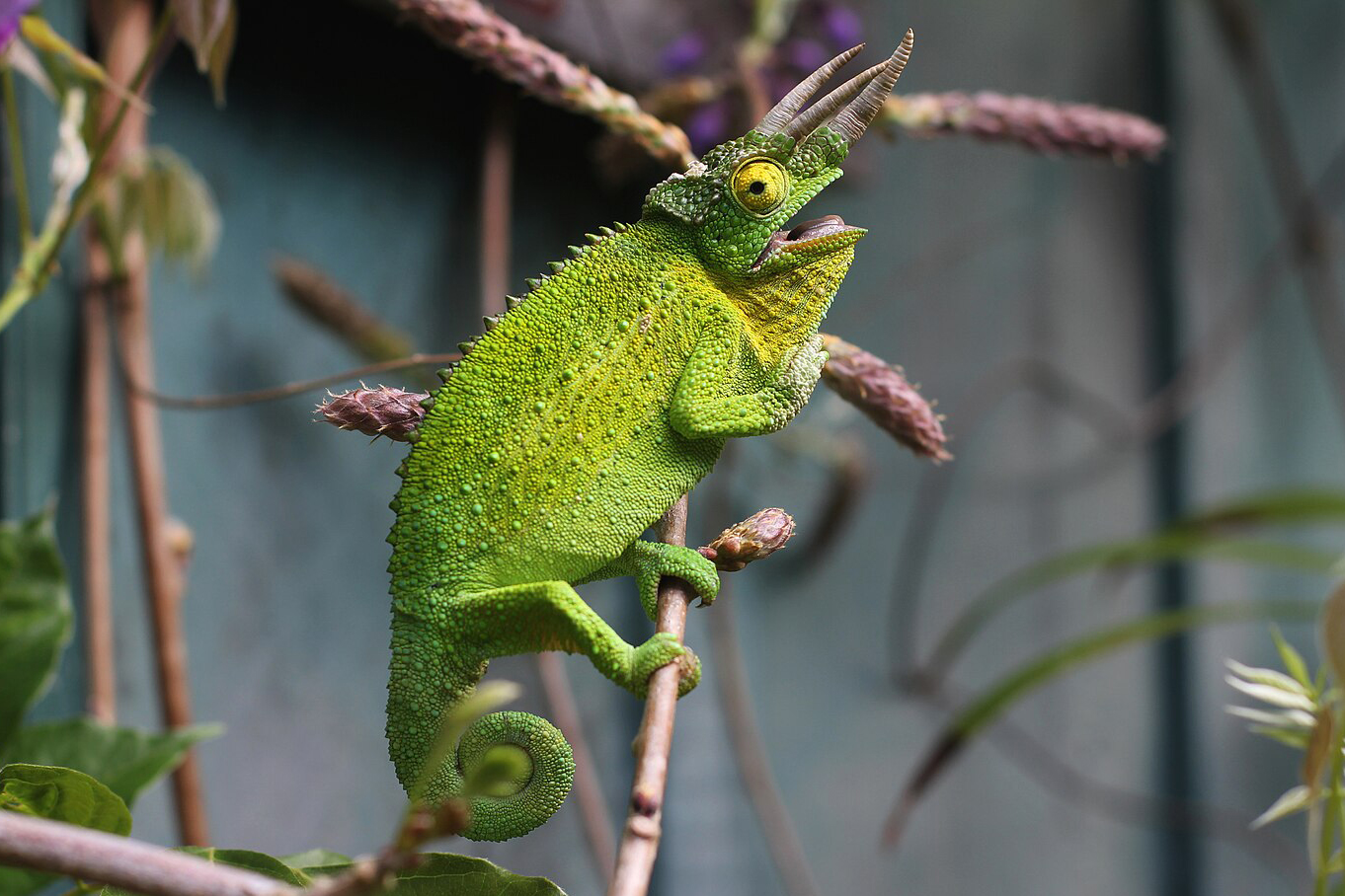 Development of sexual characteristics in African chameleons
