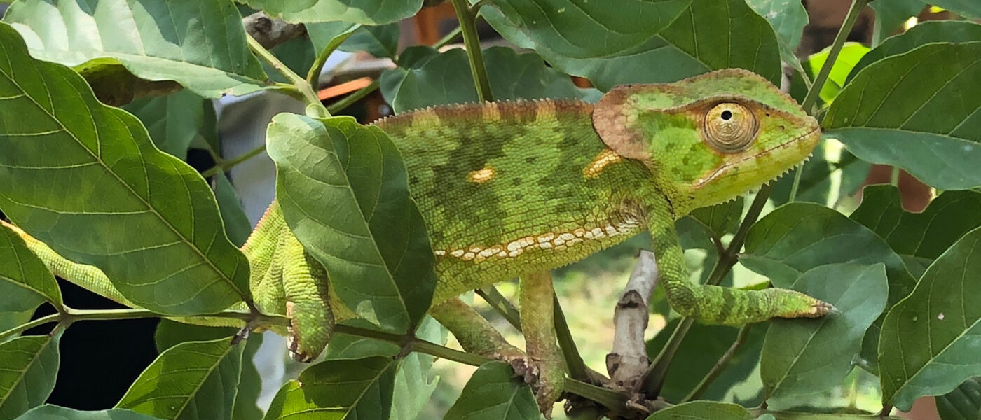What influences colour patterns in chameleons