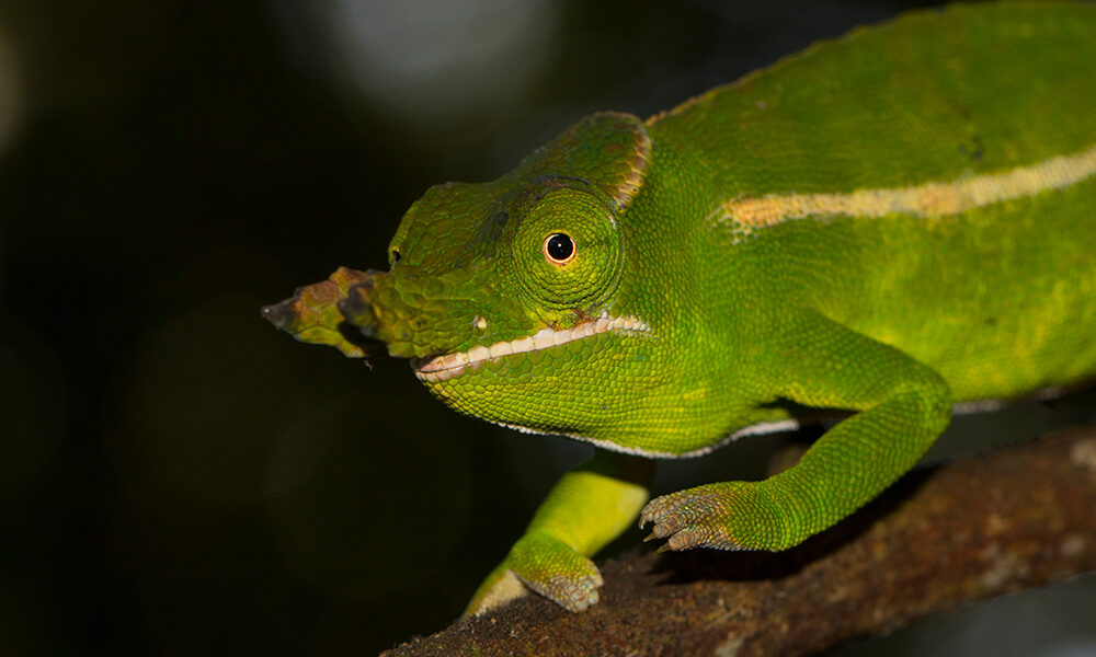 Chameleons in Bobaomby (Madagascar)