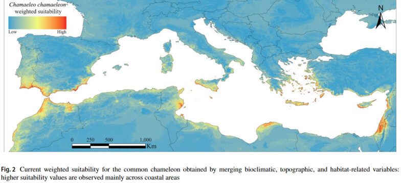 Potential new distribution areas of the European chameleon
