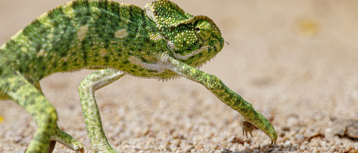 The hands and feet of chameleons