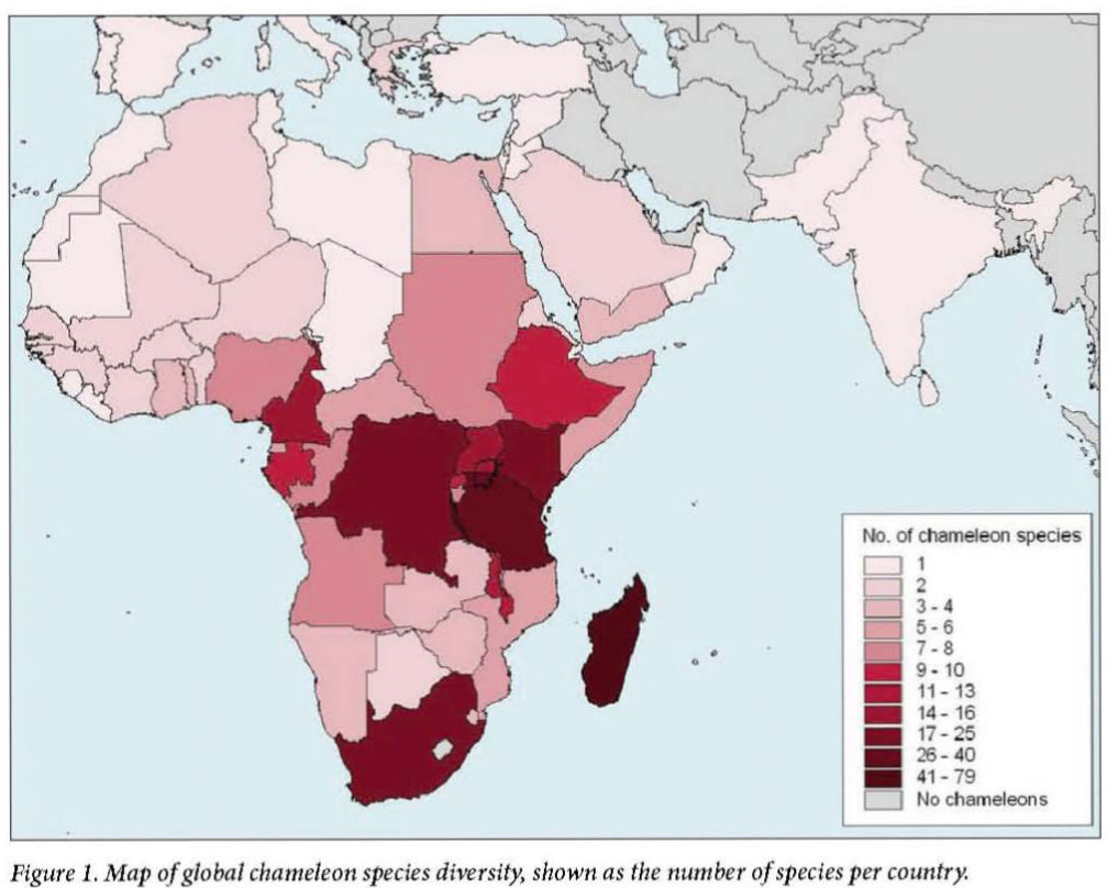 Wo Gibt Es berall Cham leons AG Cham leons
