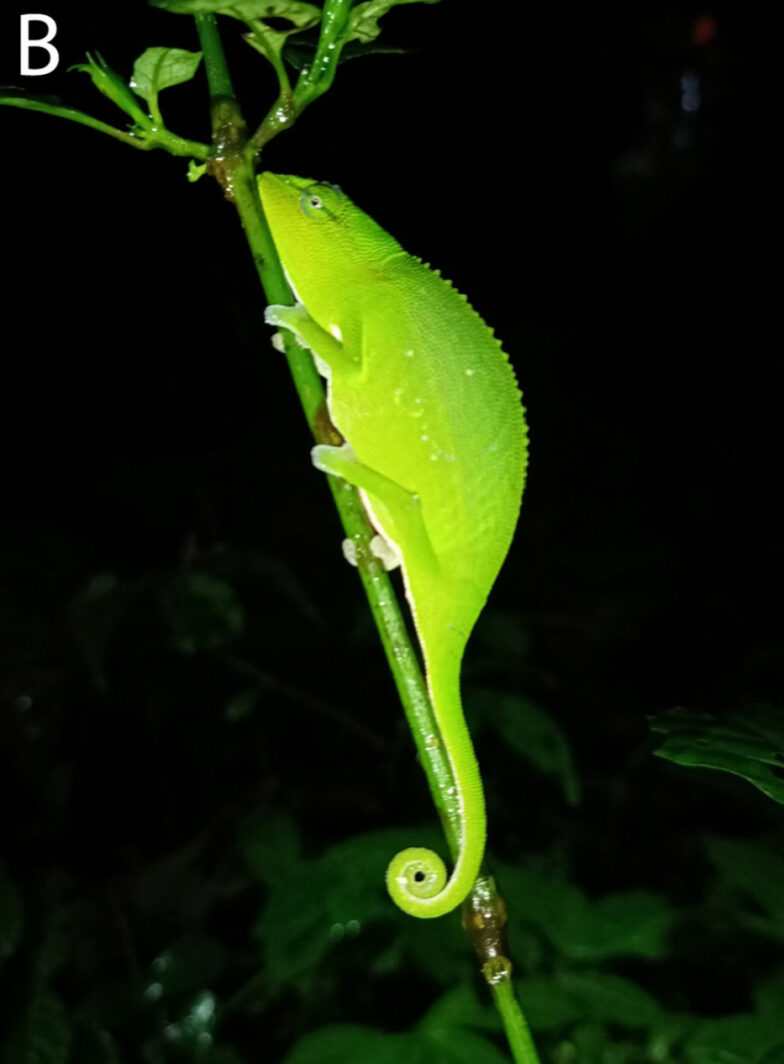 Neuer Fundort von Calumma vencesi (Madagaskar)