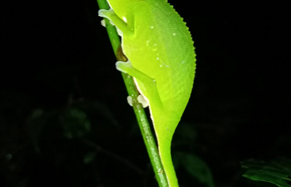 Neuer Fundort von Calumma vencesi (Madagaskar)