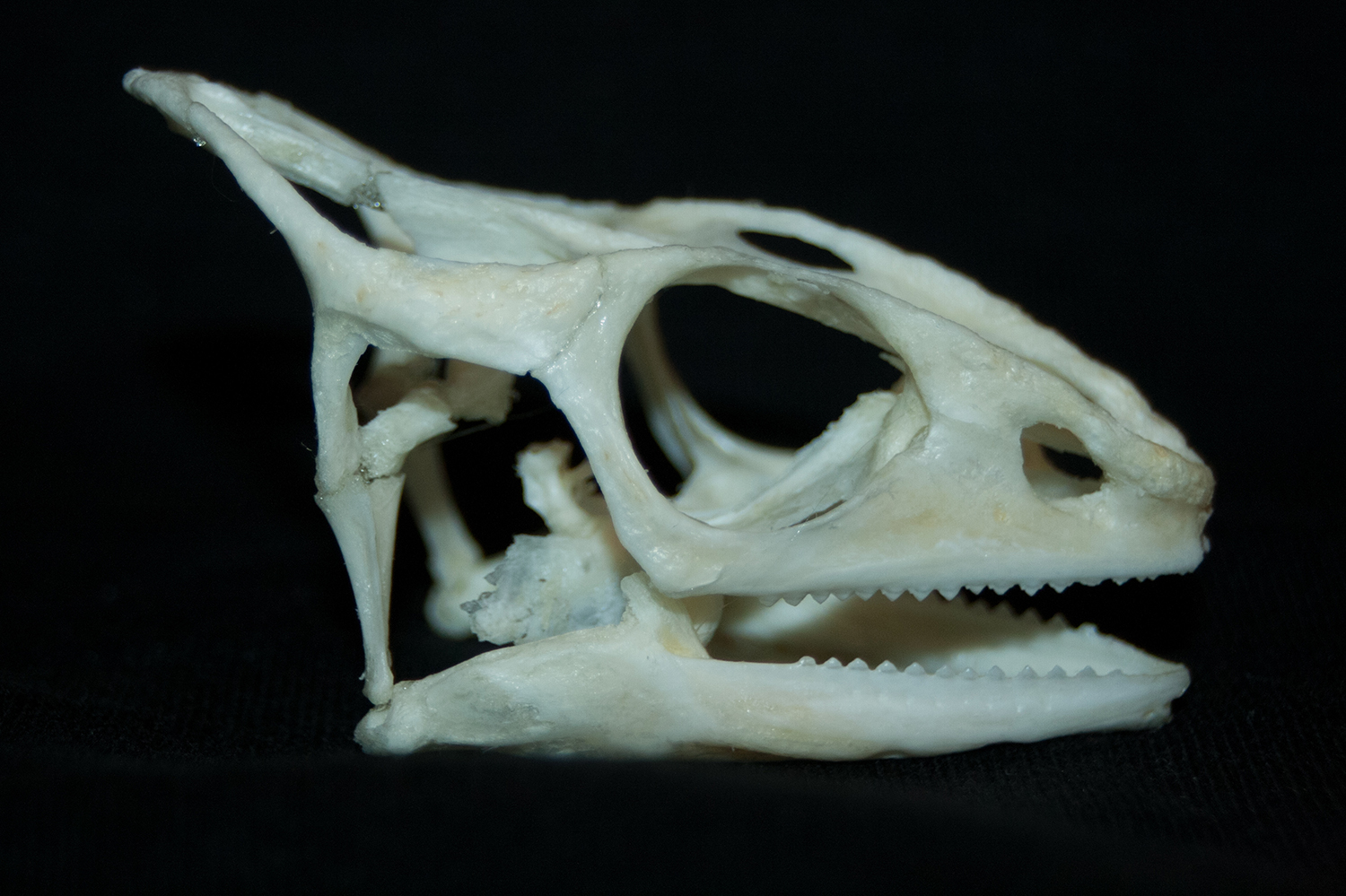 Gene evolution in chameleon teeth
