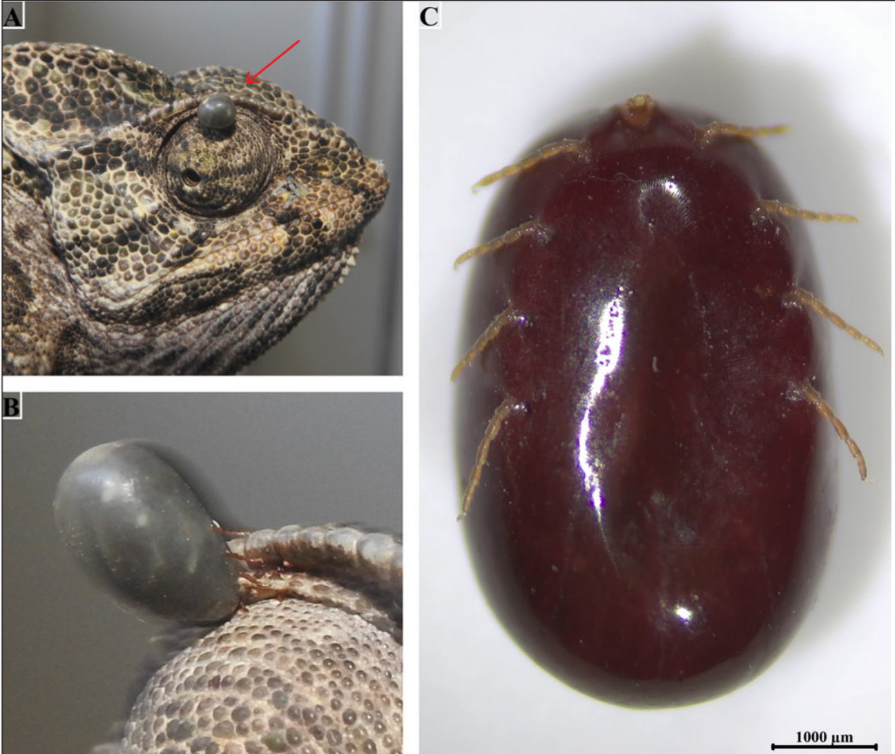 Tick species detected on chameleon for the first time
