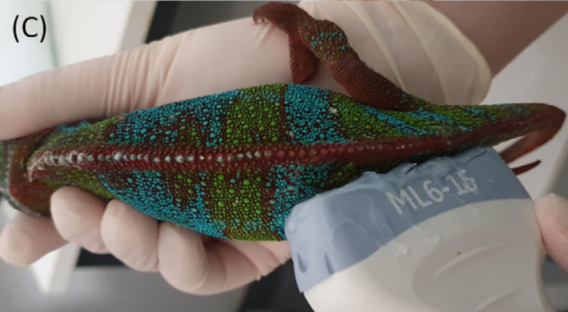 Ultrasound of the urogenital tract in chameleons