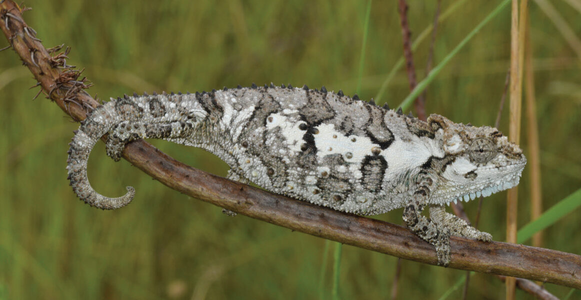 Vergleiche zwischen Zwergchamäleons in Südafrika