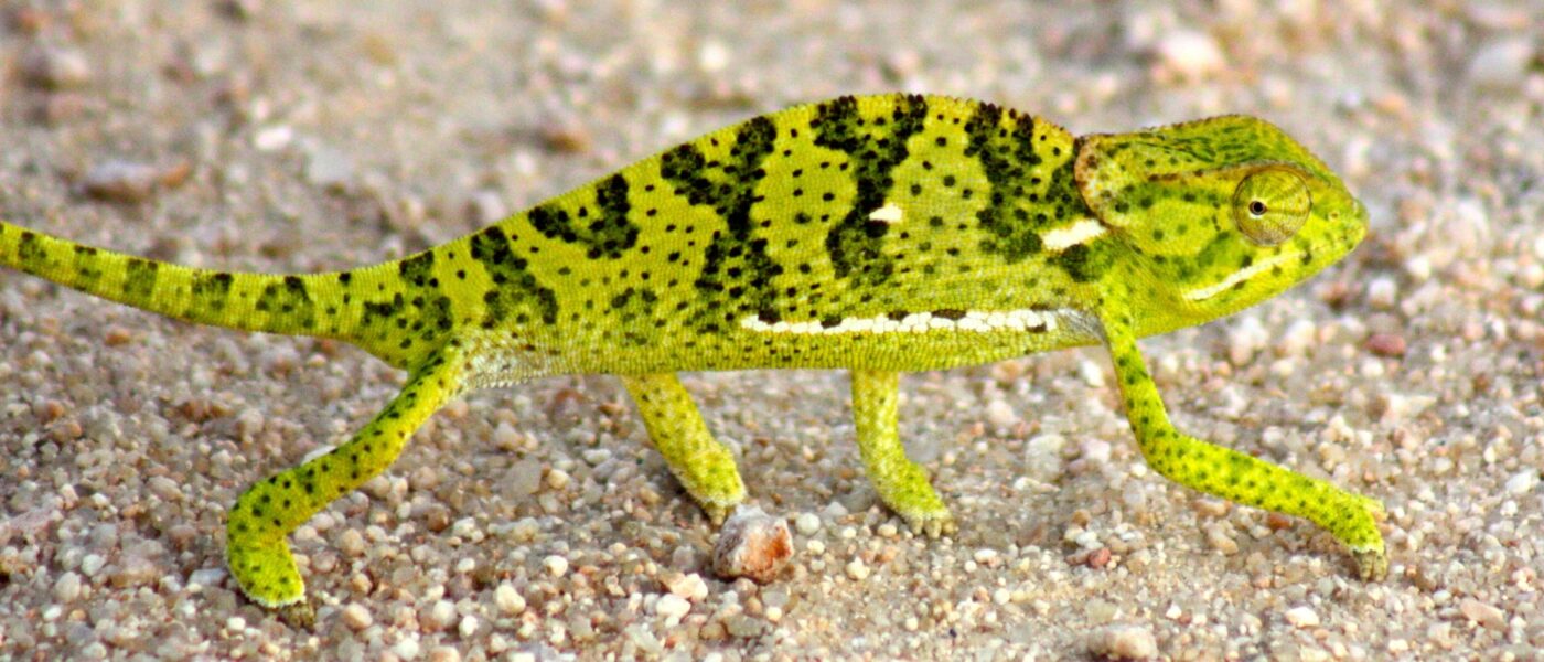 …und sie passen sich doch ihrem Hintergrund an!