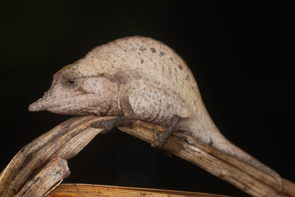 Presentation in Hamburg about Madagascar’s chameleons