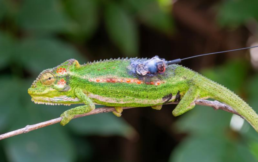 Cape dwarf chameleons are ambush predators Cape dwarf chameleons are ambush predators