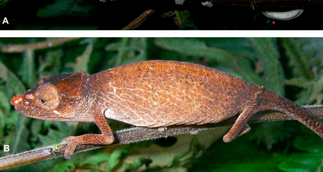 Zwei „neue alte“ Chamäleonarten aus Madagaskar