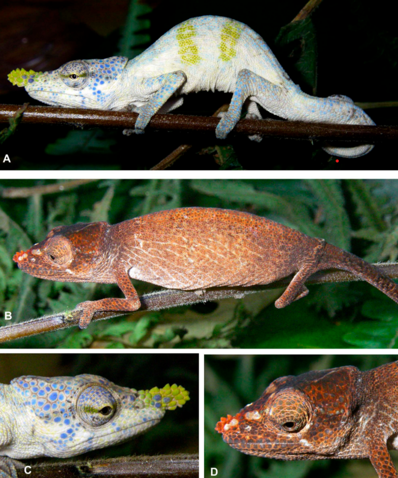 Zwei „neue alte“ Chamäleonarten aus Madagaskar