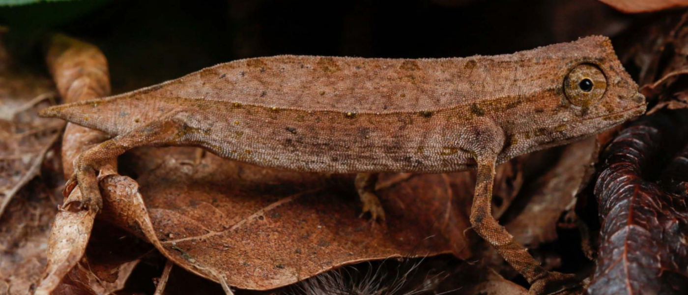 Neue Verbreitungsdaten zu Rieppeleon brachyurus in Mosambik