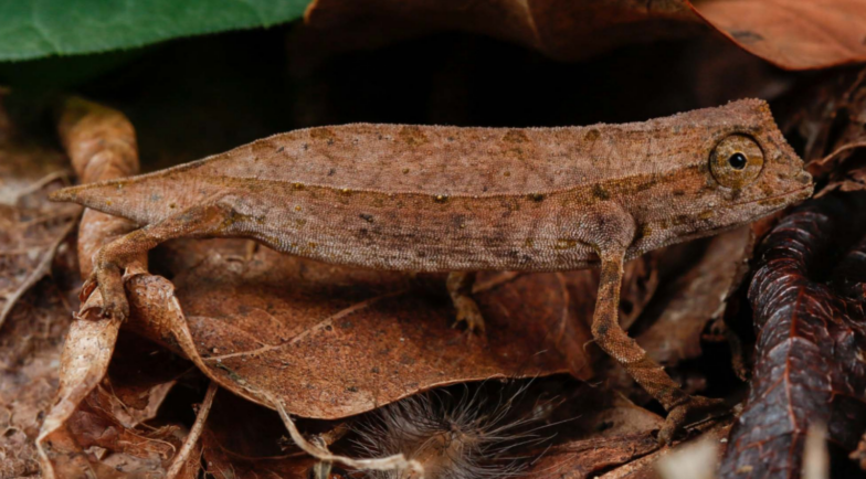 Neue Verbreitungsdaten zu Rieppeleon brachyurus in Mosambik