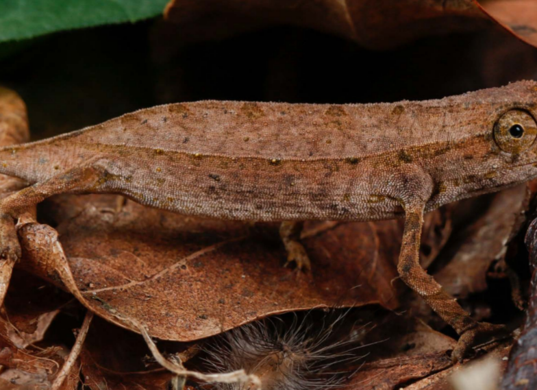 Das Foto zeigt ein hellbraunes Erdchamäleon mit dunklerer Linie, die von den Augen bis zum Schwanz zieht. Das Tier schaut den Betrachter an und ist seitlich zu sehen. Es läuft gerade über Laub.