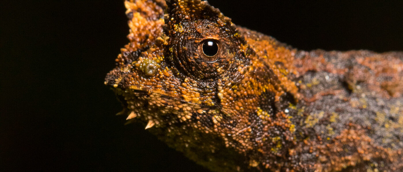 Der Sehnerv von Chamäleons ist hoch spezialisiert