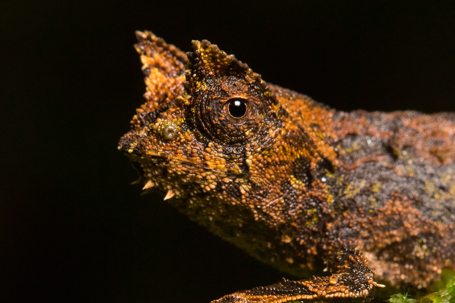 The optic nerve of chameleons is highly specialised