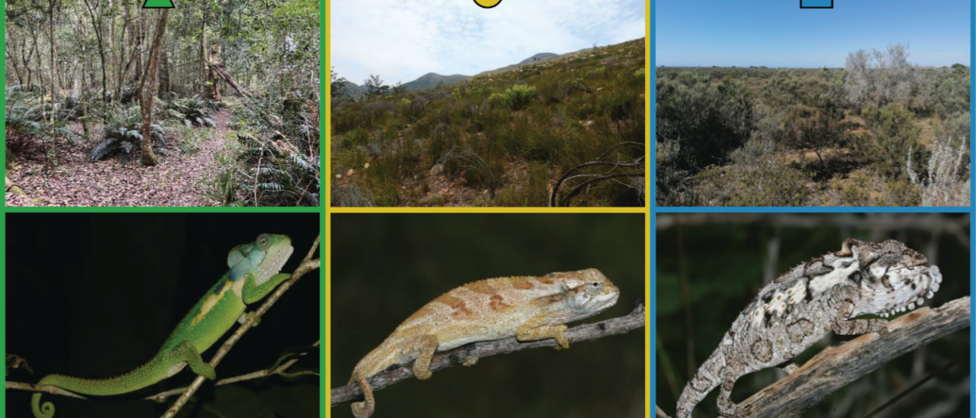 Do different ecomorphs use different perches?