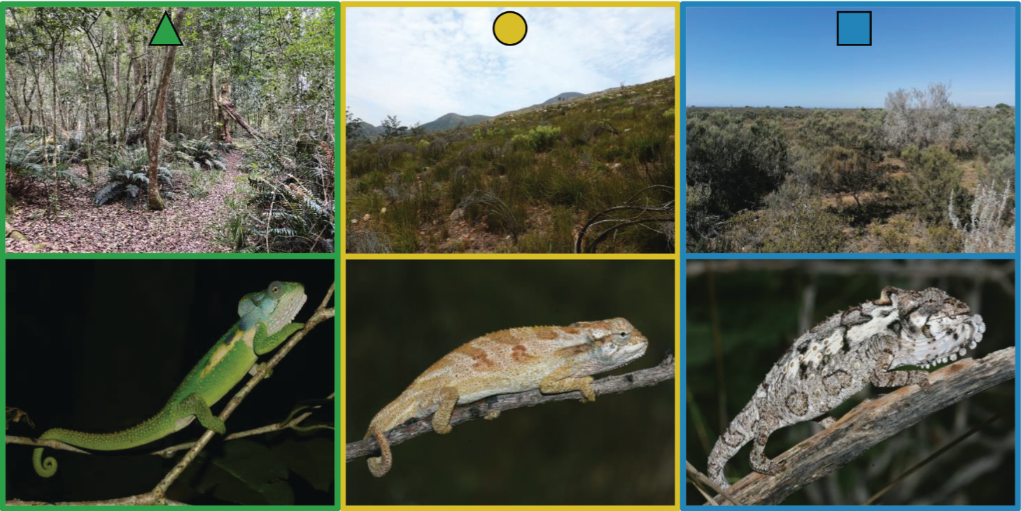 Do different ecomorphs use different perches? Do different ecomorphs use different perches?