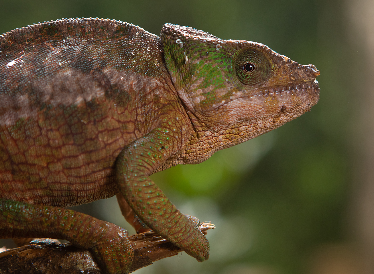 Calumma-Arten in drei Hochlandwäldern Madagaskars